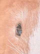 THE MOUNTAIN モルモット プリントTシャツ