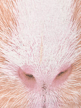 THE MOUNTAIN モルモット プリントTシャツ